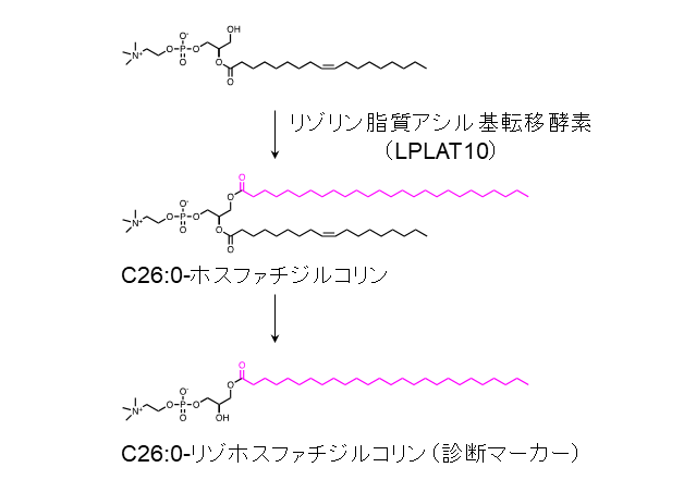C26:0-リゾホスファチジルコリンの産生過程