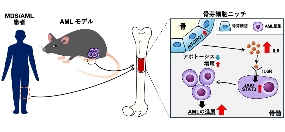 ニッチ細胞の制御はAMLの治療成績の向上や根治に重要である