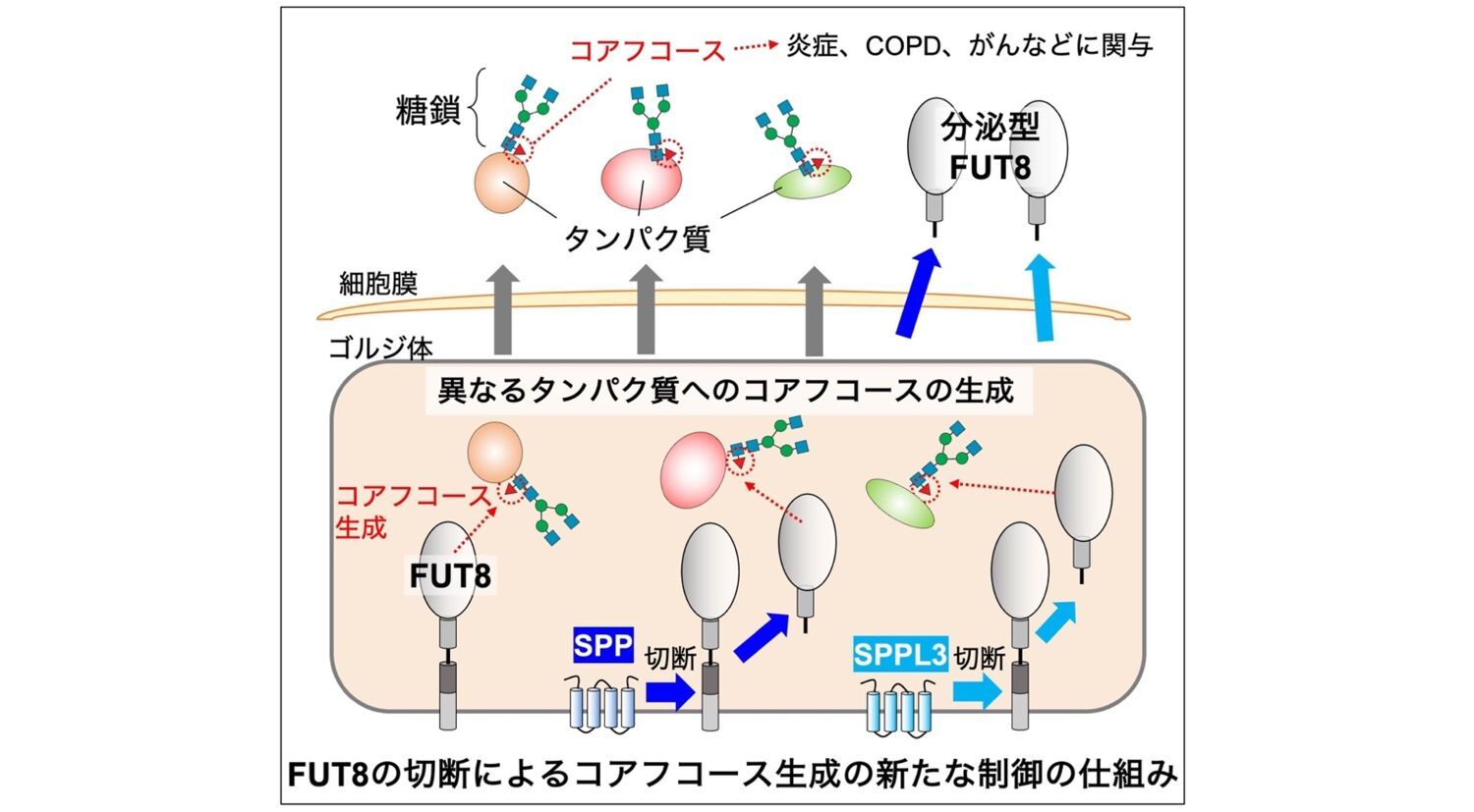 本研究の概要図