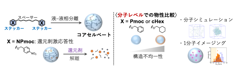 本研究の概要図
