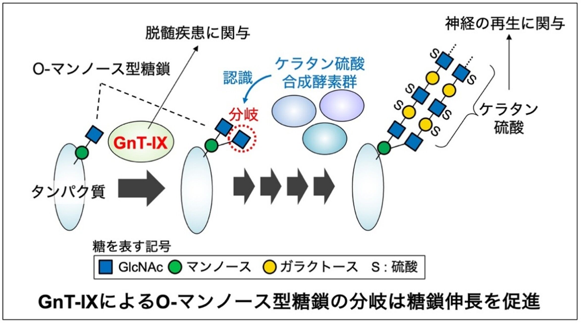 本研究の概要図