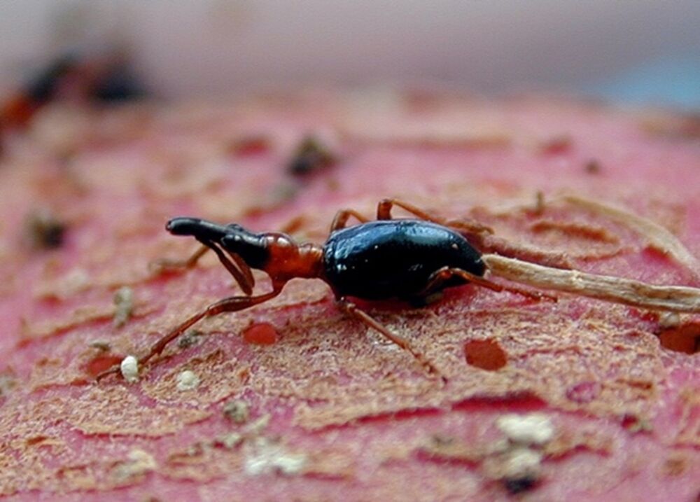 アリモドキゾウムシ