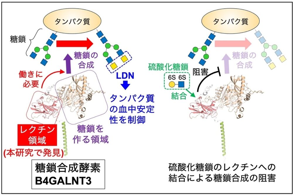 本研究の概要図