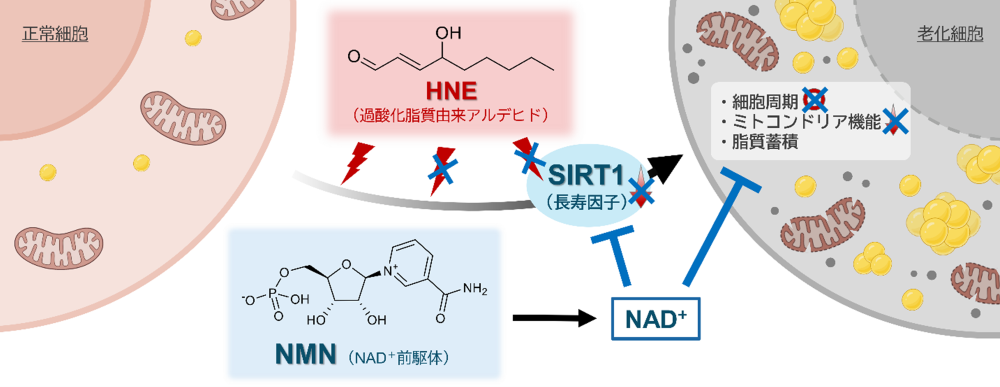 本研究の概要図