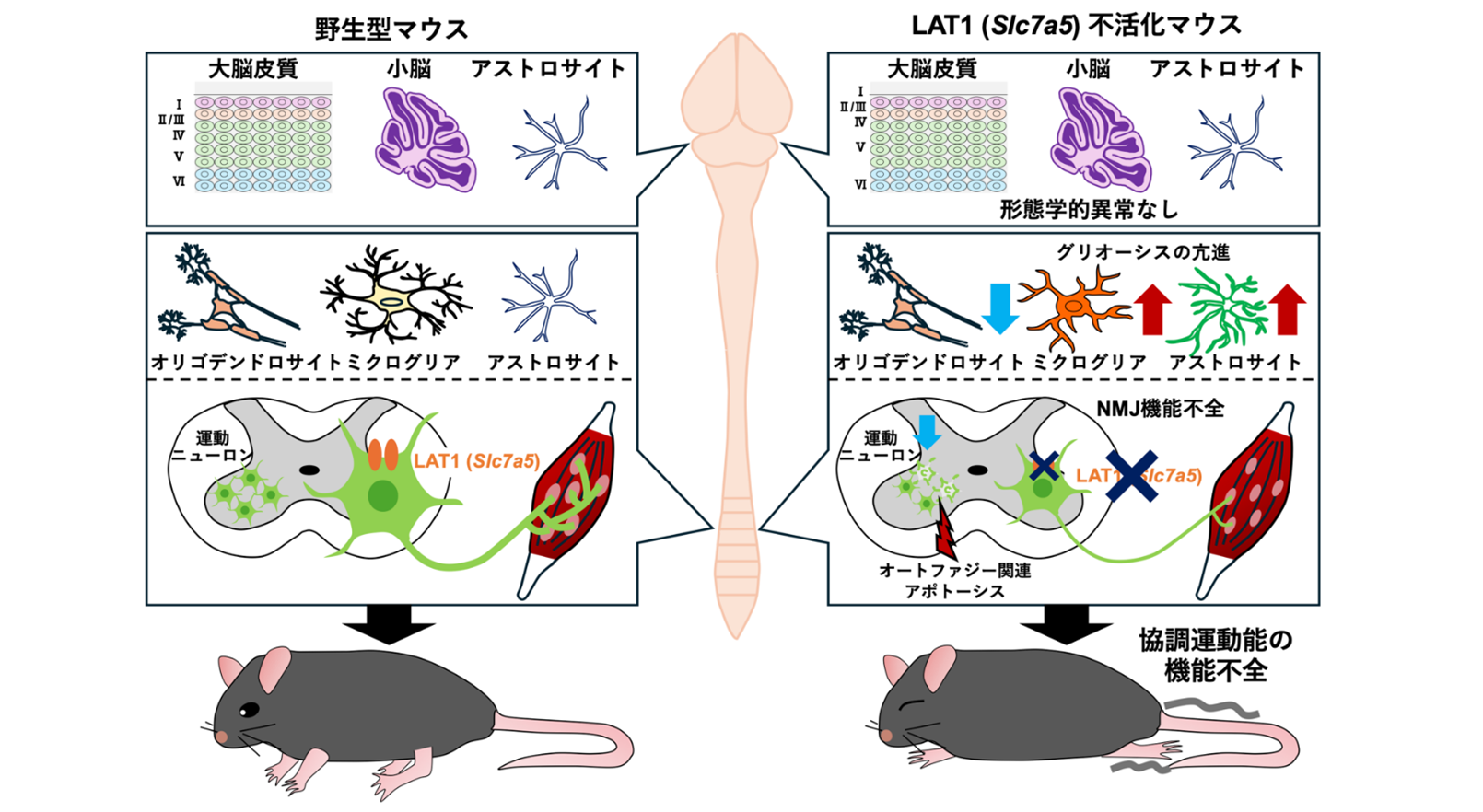 本研究のまとめ