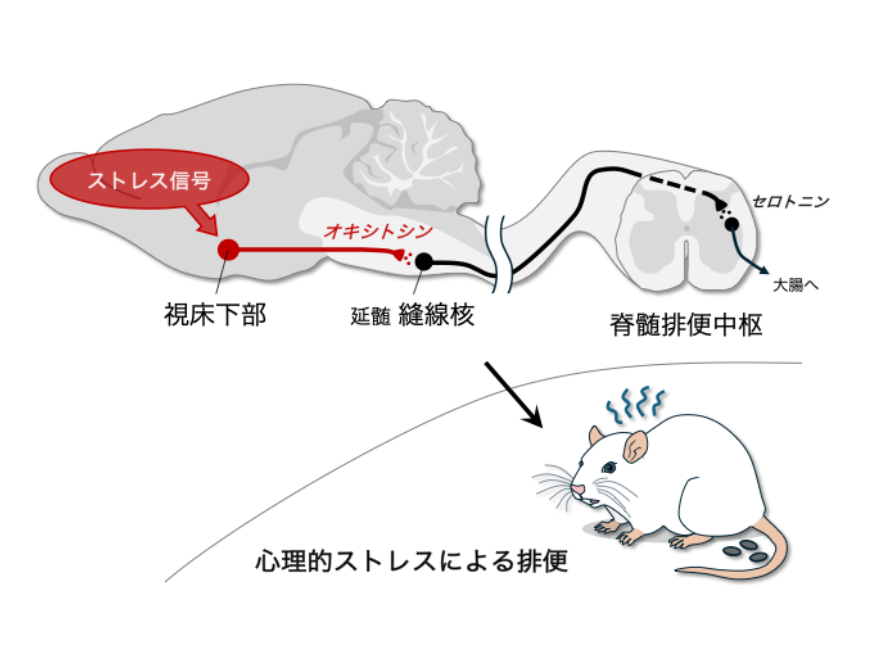 本研究の概要図