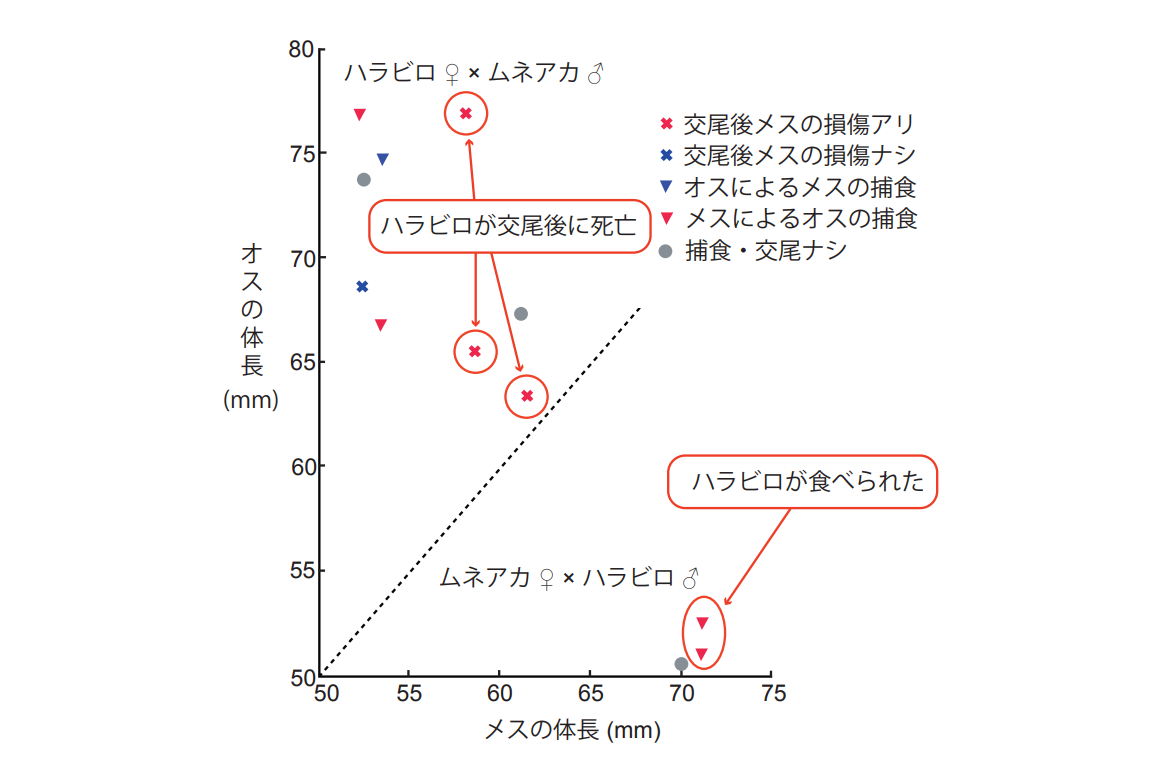 本研究の概要図
