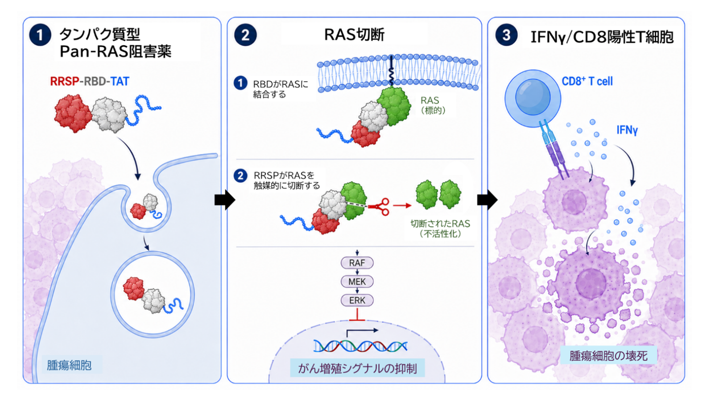 タンパク質型pan-RAS阻害薬の作用機序
