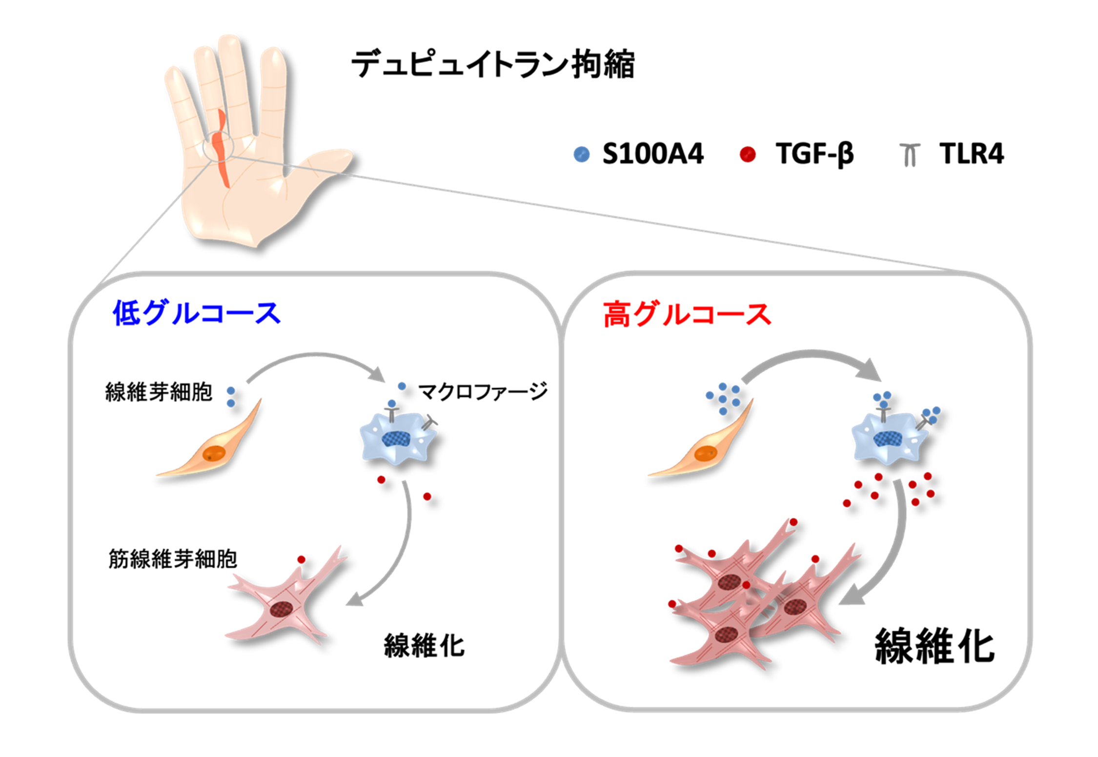 本研究結果のまとめ