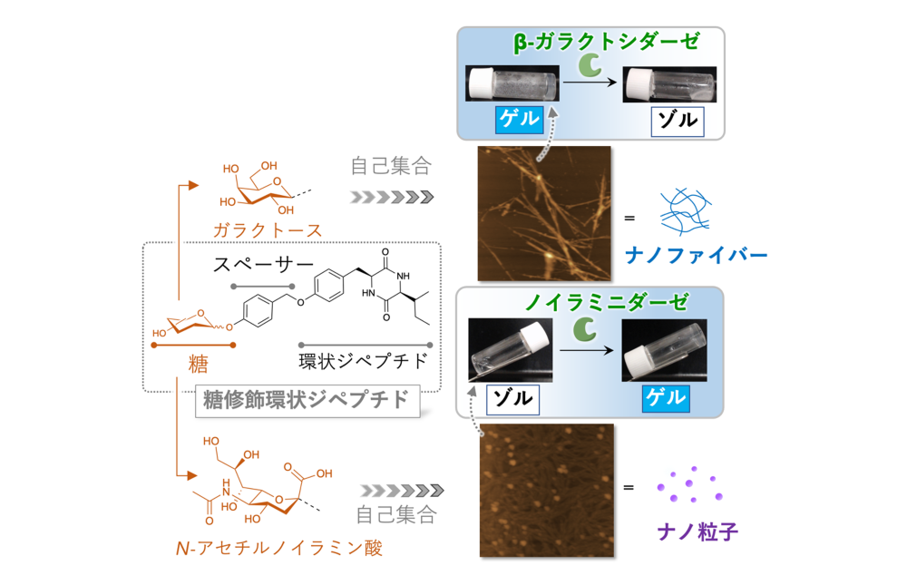 研究概要