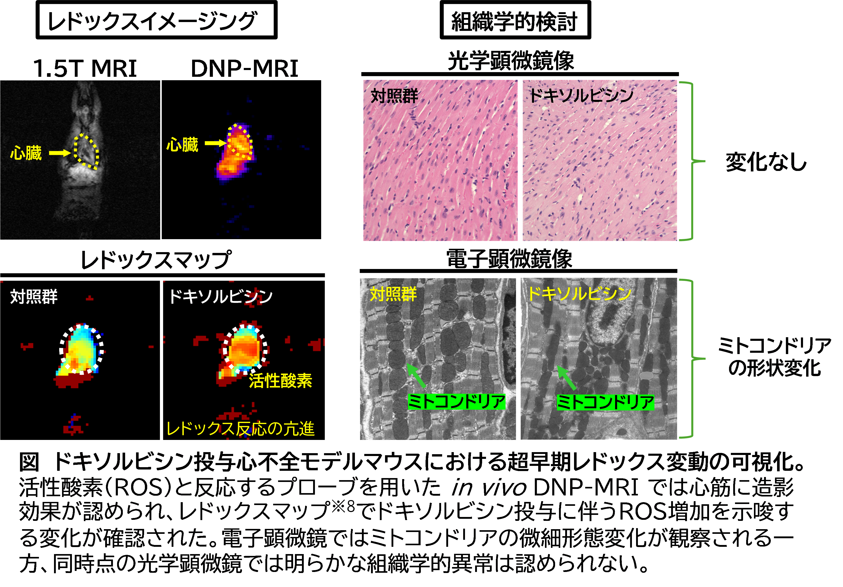 本研究の概要図