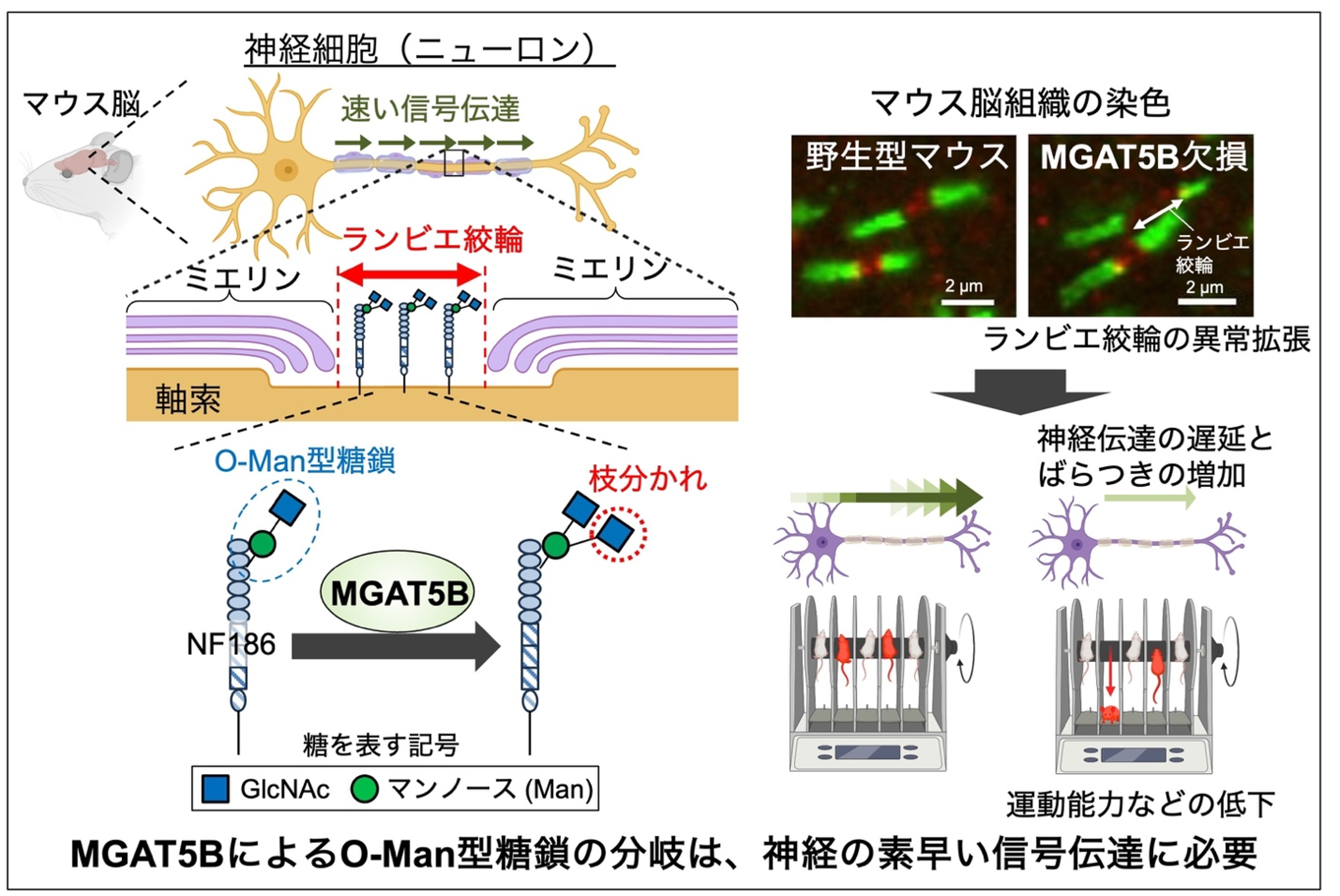 本研究の概要図