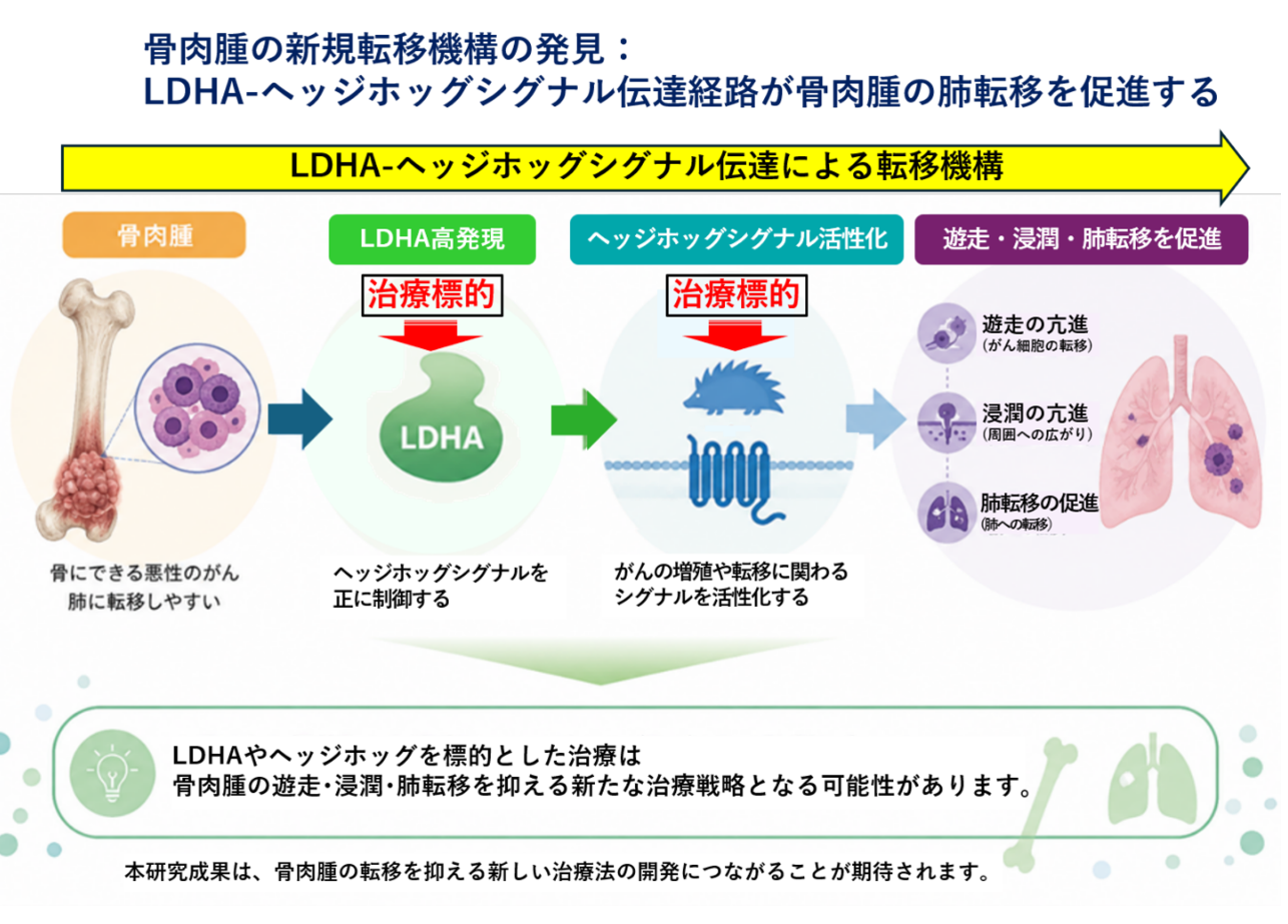 本研究の概要図