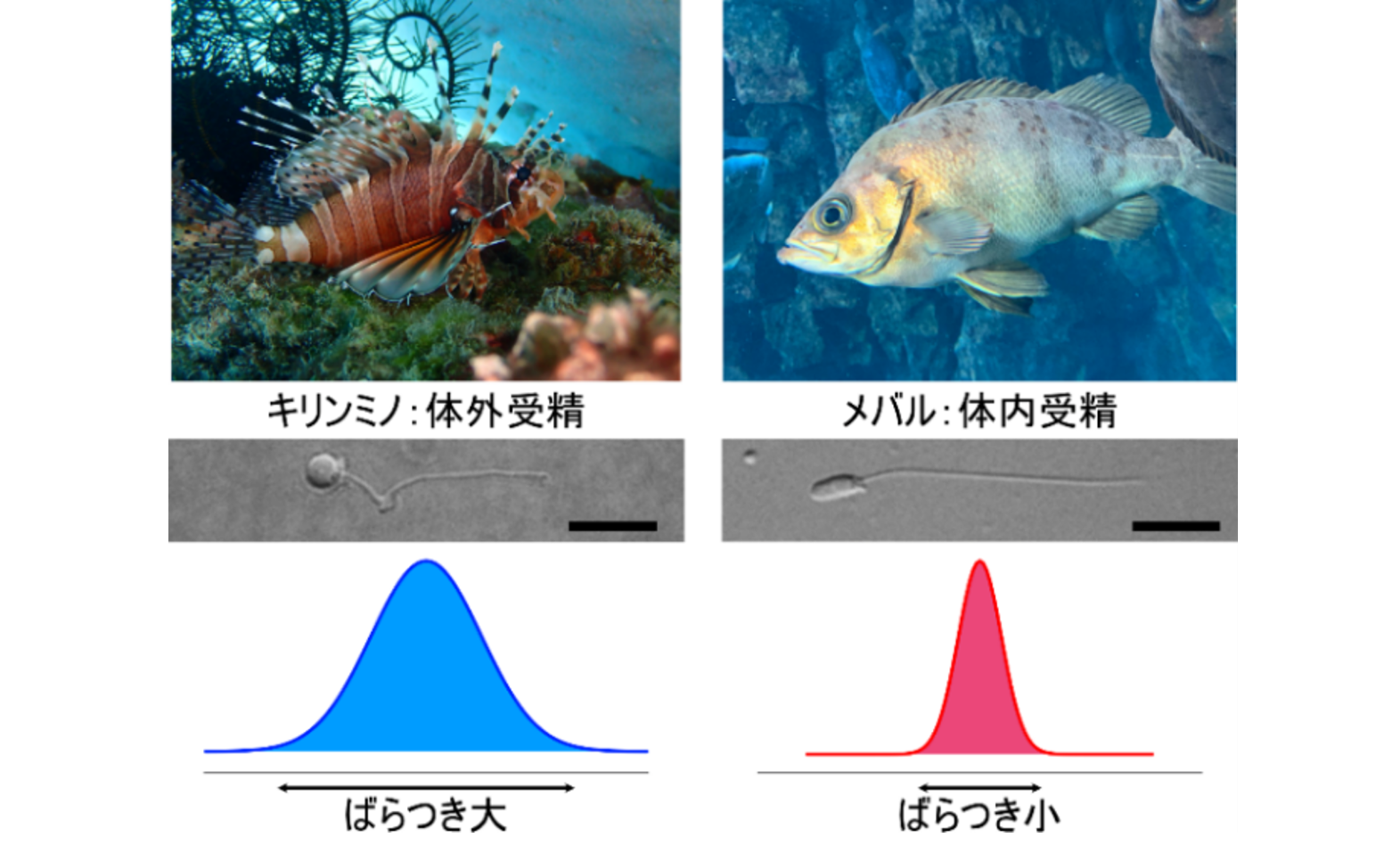 研究概要