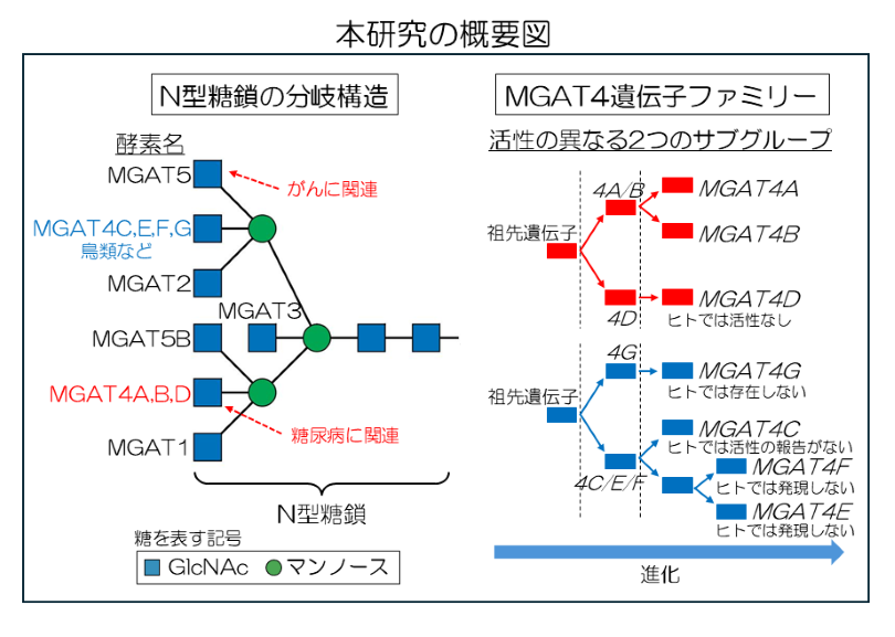 研究の概念図