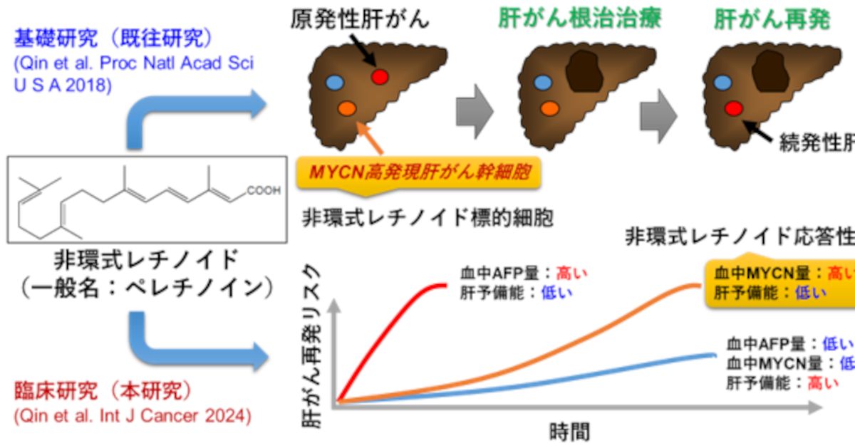 肝がん予防の患者層別化マーカーを開発 －血中MYCNは肝がん予防