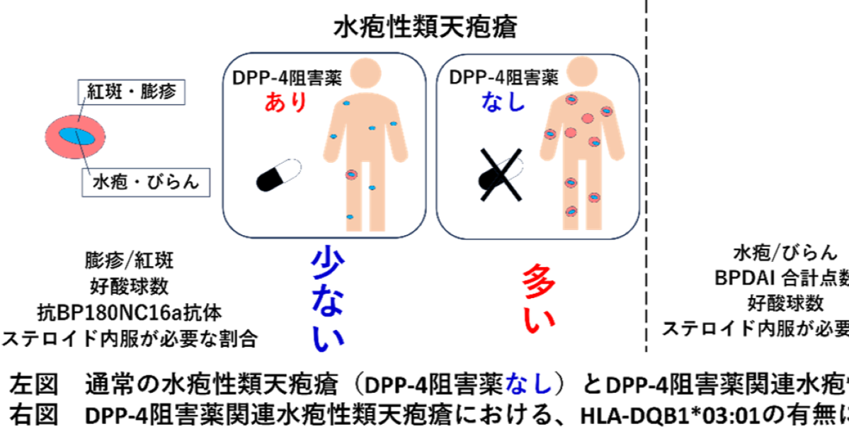 DPP-4阻害薬が関連する水疱性類天疱瘡は通常の水疱性類天疱瘡と異なる特徴を有する ～病態解明への貢献を期待～ | 研究・採択情報 | 岐阜大学