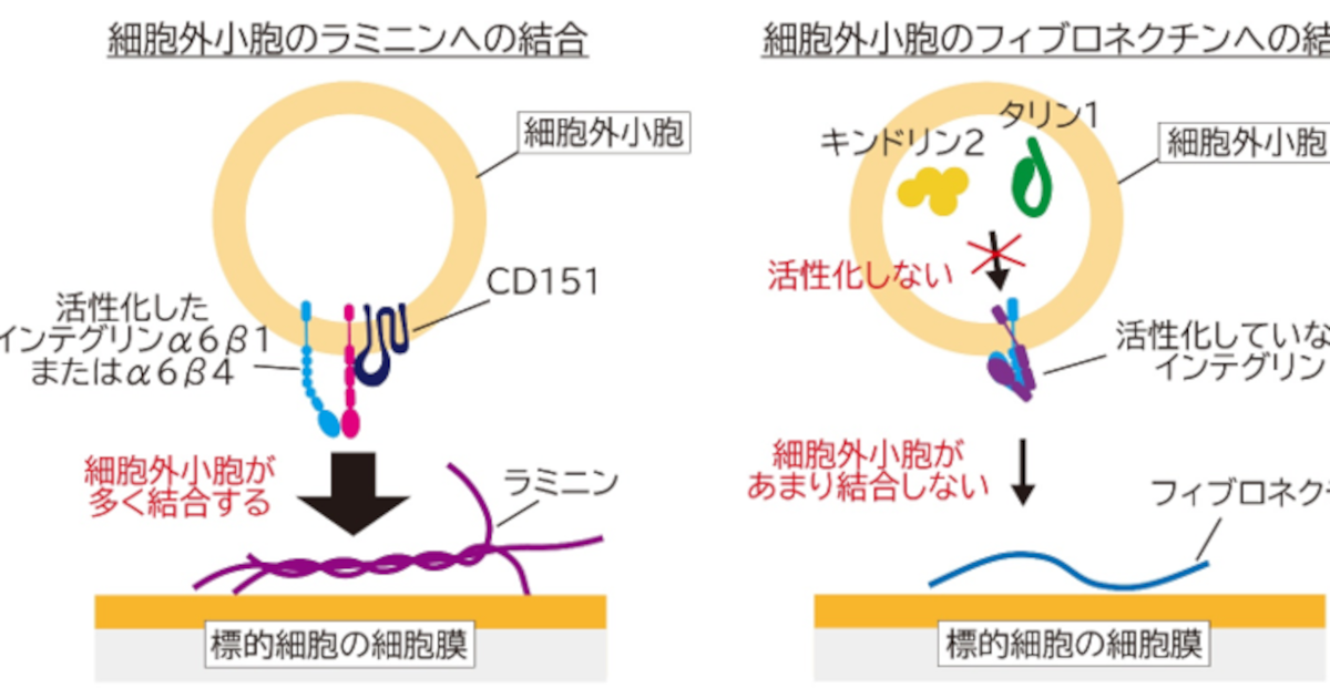 がん細胞由来細胞外小胞の標的細胞表面への結合機構を分子レベルで解明