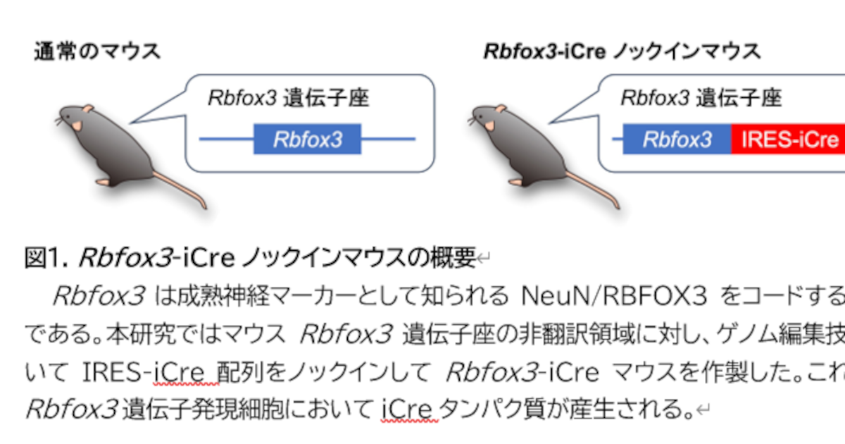神経科学研究に貢献するRbfox3-iCreマウスの開発 -「新しいマウス