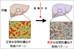 がんが宿主の臓器に及ぼす悪影響を捉えた がんをもつ個体における「肝機能の空間的制御」の破綻