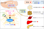 肥満センサーを発見！ -肥満・メタボの原因の一端を解明-