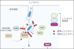 病原細菌が多重な化学修飾により増殖の場を築く仕組み ～非古典的ユビキチン化による宿主細胞因子の制御を発見～