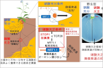 植物の効率的な窒素栄養獲得戦略における新発見 〜リン酸やカリウム欠乏応答を担う遺伝子が植物硝酸応答も制御する〜